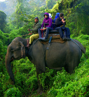 Jungle Safari in Nepal